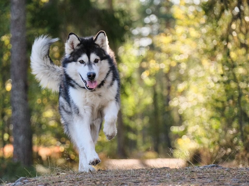 Sposoby na poprawę samopoczucia Twojego pupila