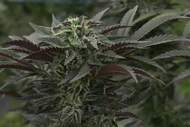 Czy olejki CBD mogą wspierać terapię onkologiczną?