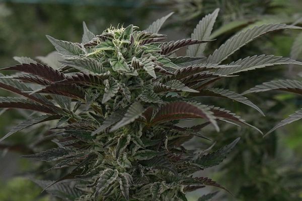 Czy olejki CBD mogą wspierać terapię onkologiczną?