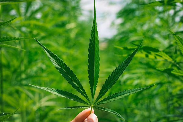 Jak olejki CBD mogą poprawić jakość twojej kawy?